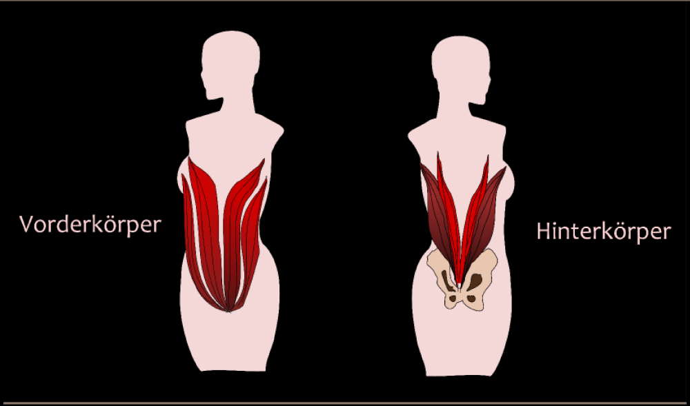 Kraftvolle Muskeln verbinden Hüfte mit dem Ober und Unterkörper